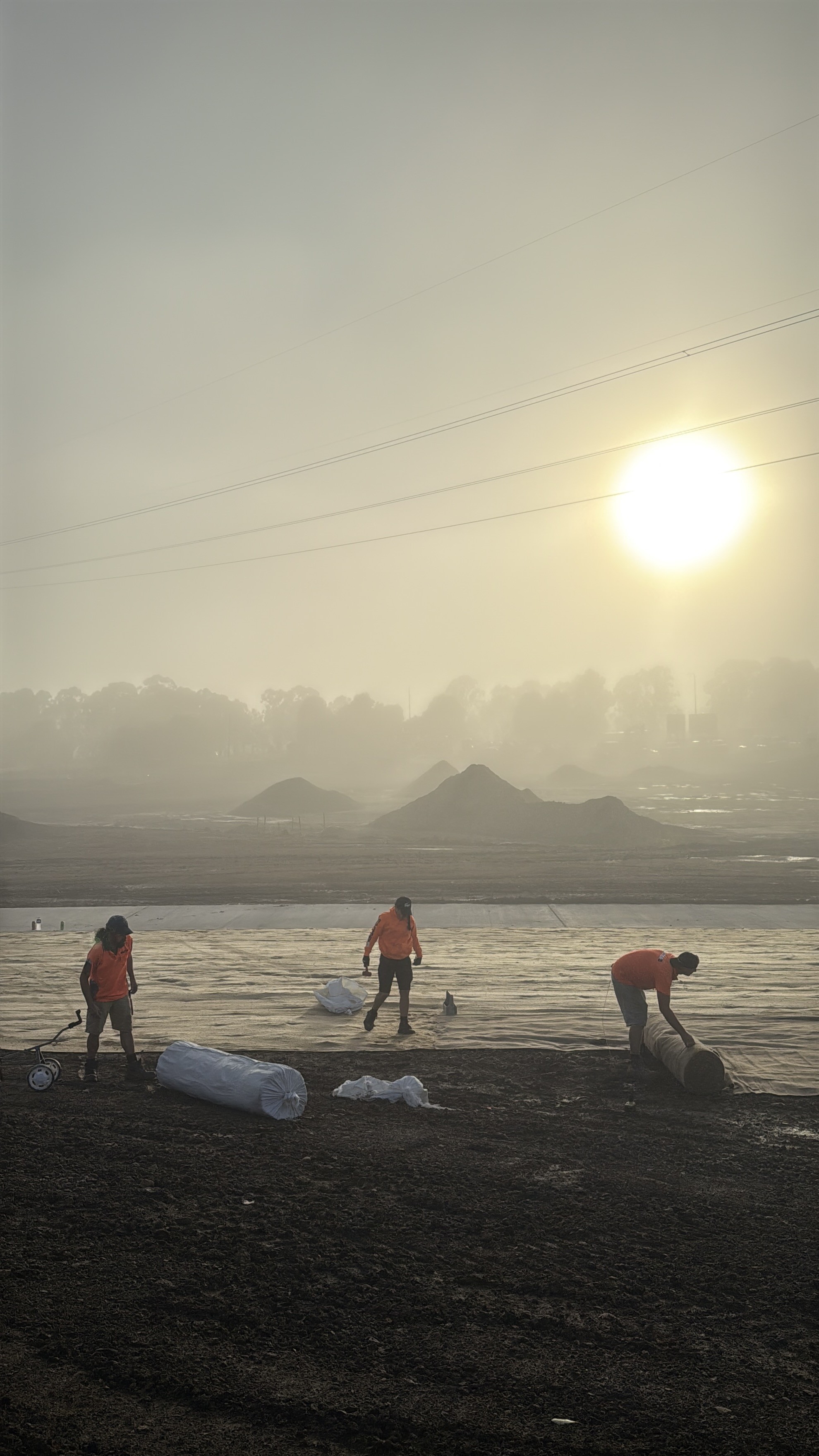 Planted crew laying jute matting at dawn, Marsden Park