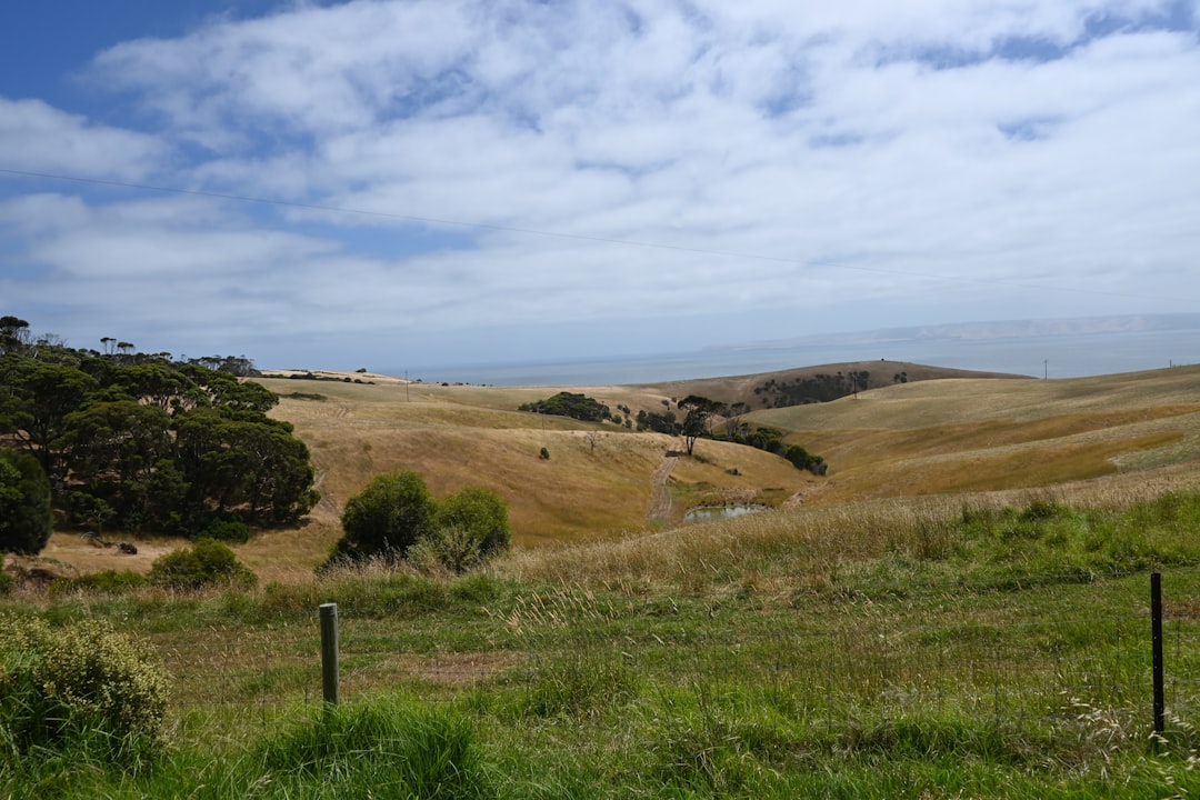 Buffel grass: erosion hero or weed? Why species choice matters