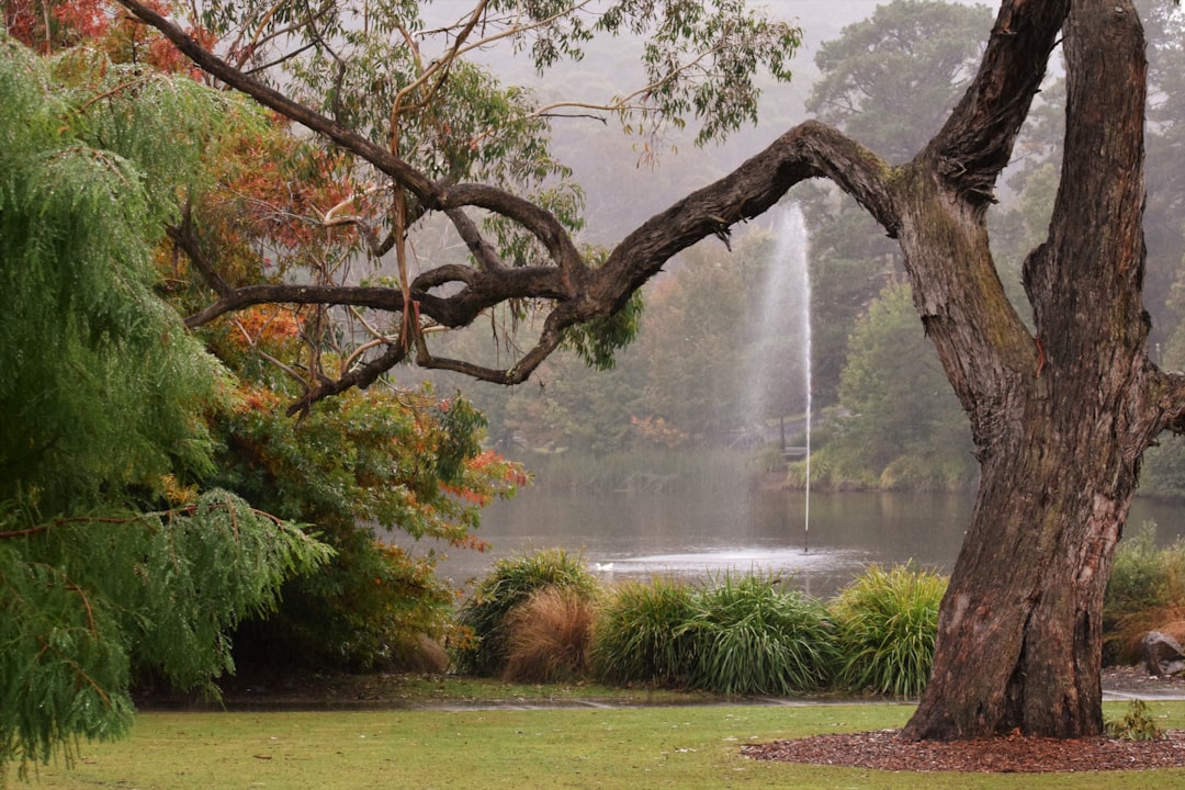 Sydney's rain-garden push - and the WSUD maintenance gap nobody budgets for