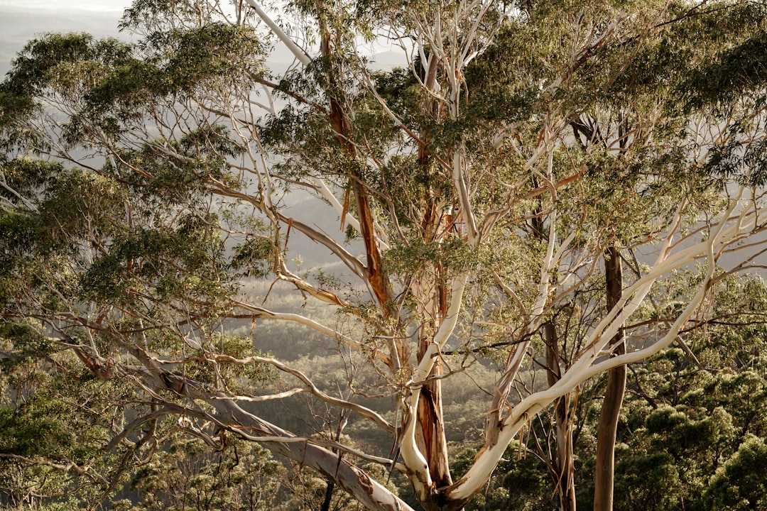 Greening Our City: 47,000m² of understorey planting across Sydney