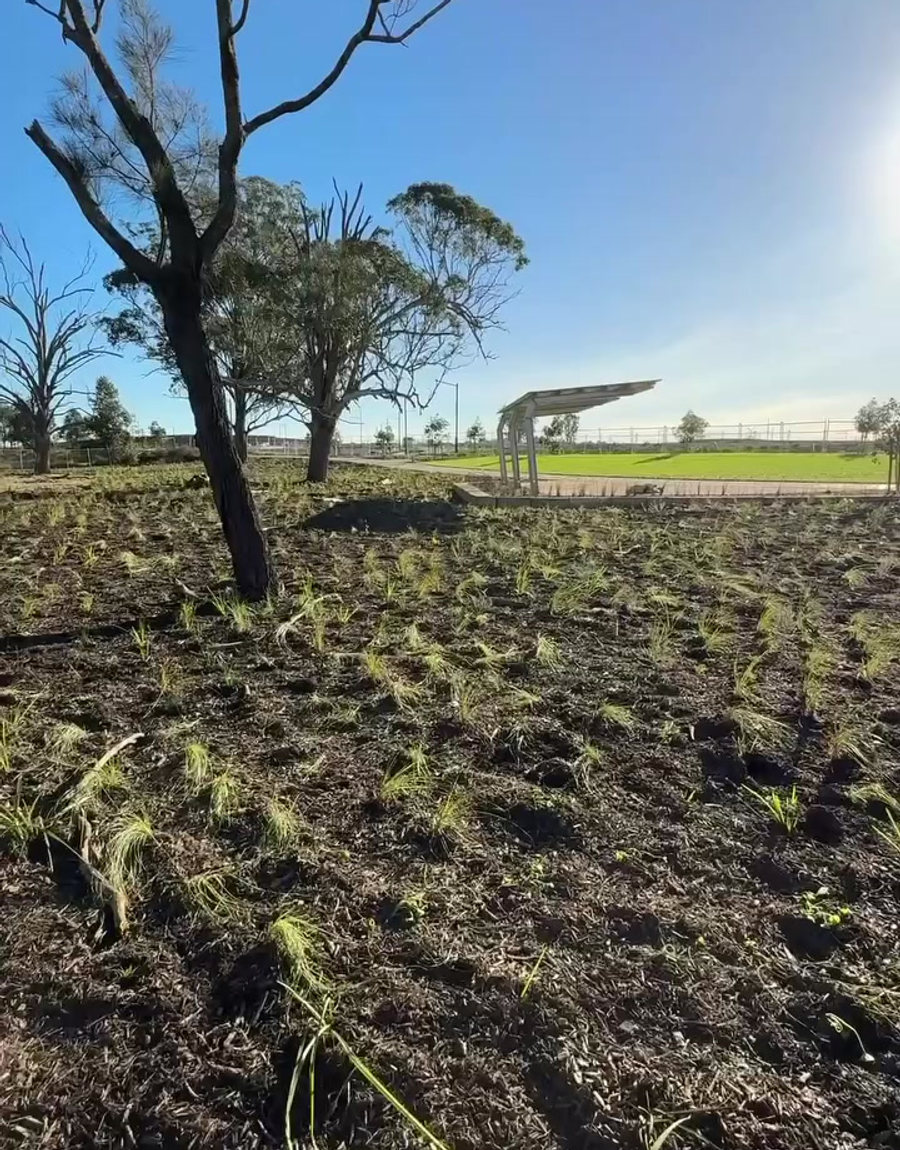 Revegetation Planting