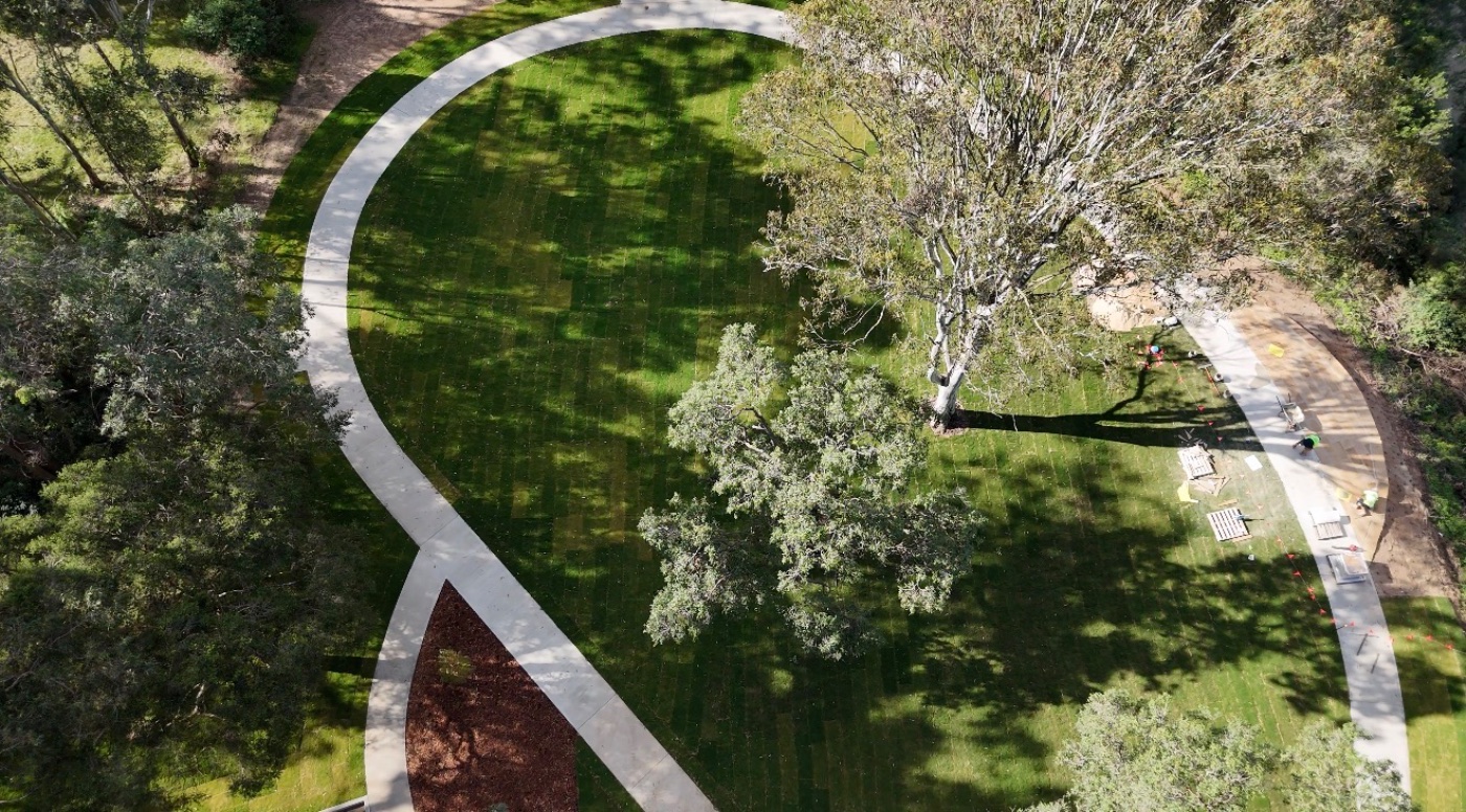 Native grasses and ferns planted among established trees at Argyle Bailey Reserve.