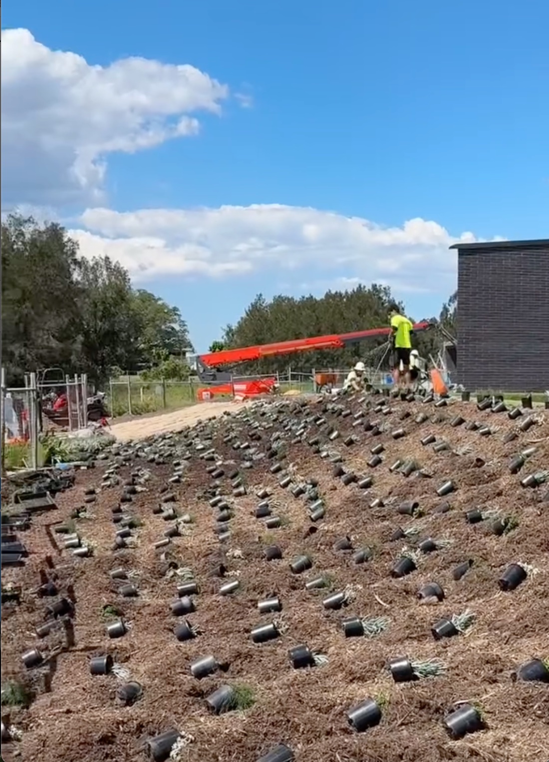 Crew augering through jute and mulch to plant a Newcastle batter.
